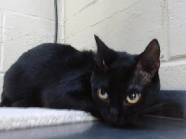 A young small-sized male Domestic Short Hair cat named Tchalla for adoption in Orlando, FL
