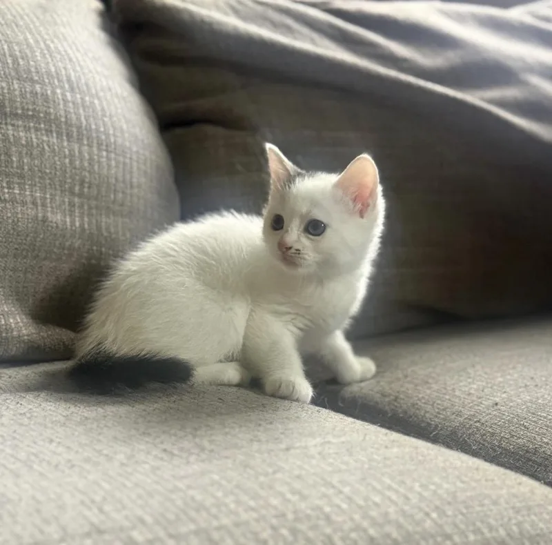 A baby small-sized female Buff & White Domestic Short Hair cat named Biscuit for adoption in Maineville, OH