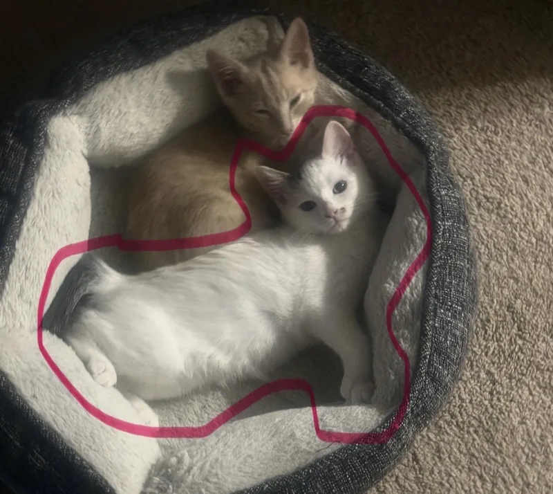 Biscuit thumbnail 2