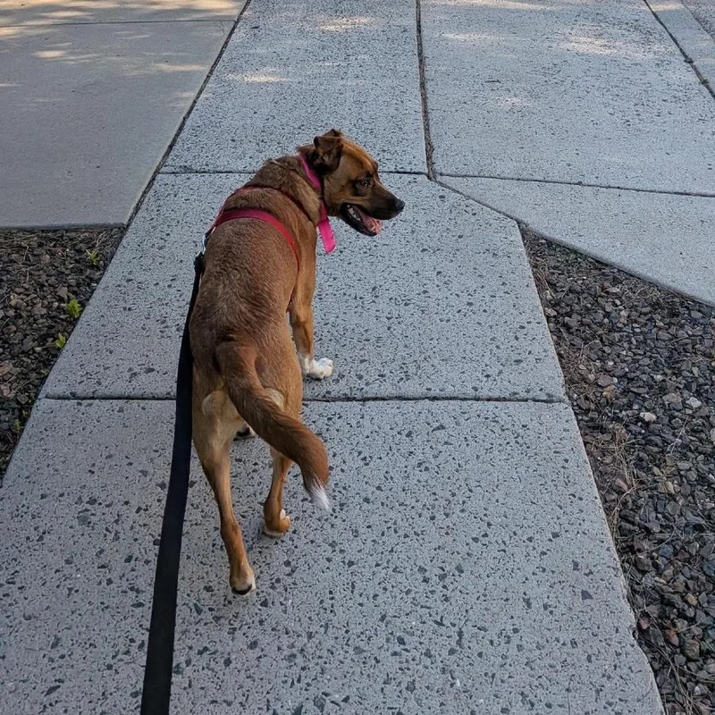 An adult medium-sized female Yellow / Tan / Blond / Fawn Boxer dog named Quinoa  Butler Campus! for adoption in Flagstaff, AZ