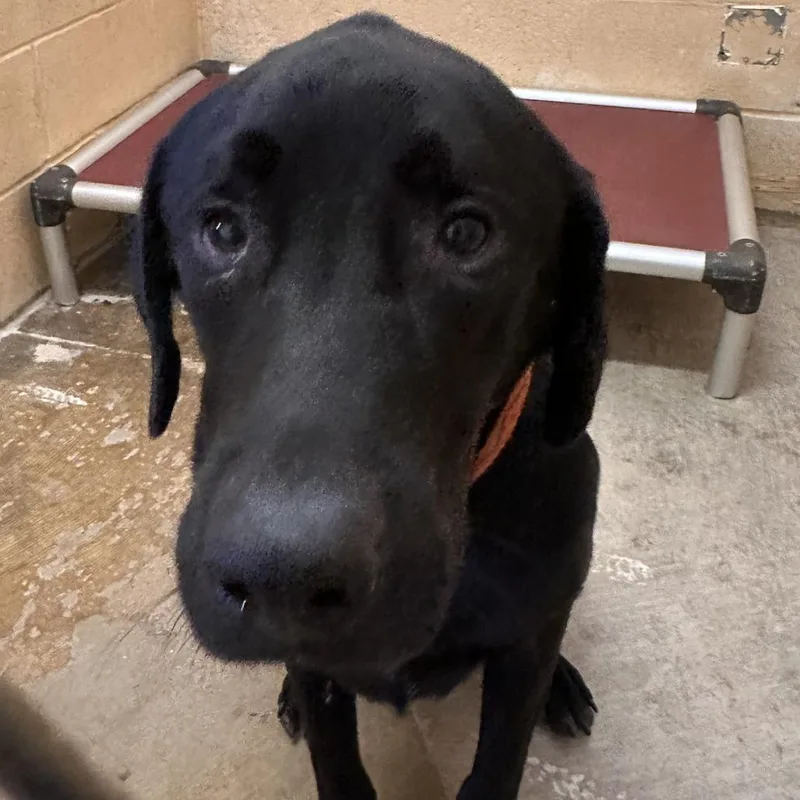 A senior small-sized male Black Labrador Retriever dog named Slade for adoption in Corinth, MS