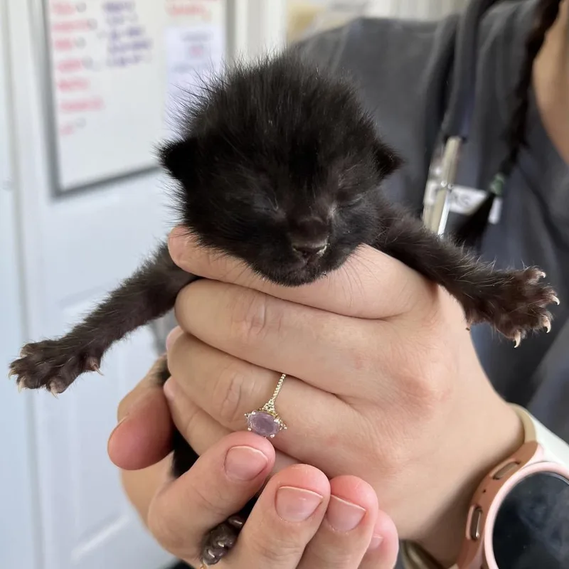 A baby small-sized female Black Domestic Short Hair cat named Twilight for adoption in Chapel Hill, NC