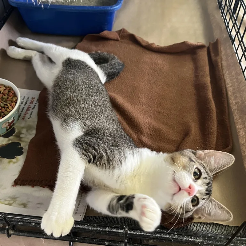 A baby small-sized male Tabby (Buff / Tan / Fawn) Domestic Short Hair cat named Shooey for adoption in Hammond, LA