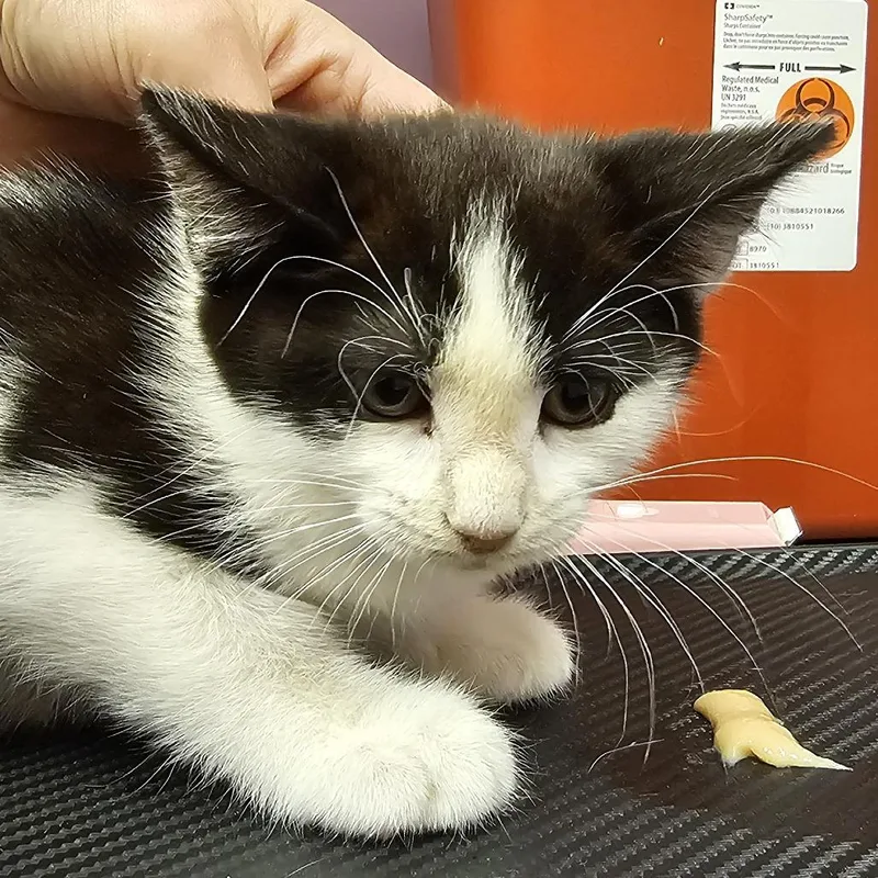 A young small-sized female White Domestic Short Hair cat named Kimberly for adoption in Cedar Rapids, IA