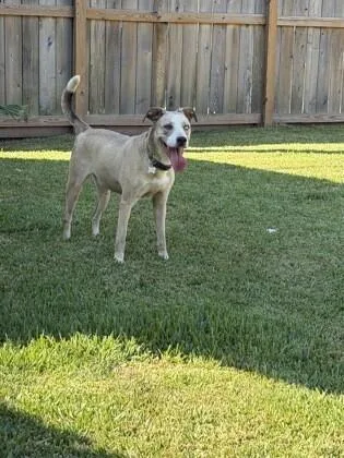 An adult medium-sized male White / Cream Pit Bull Terrier dog named Audio for adoption in Houston, TX