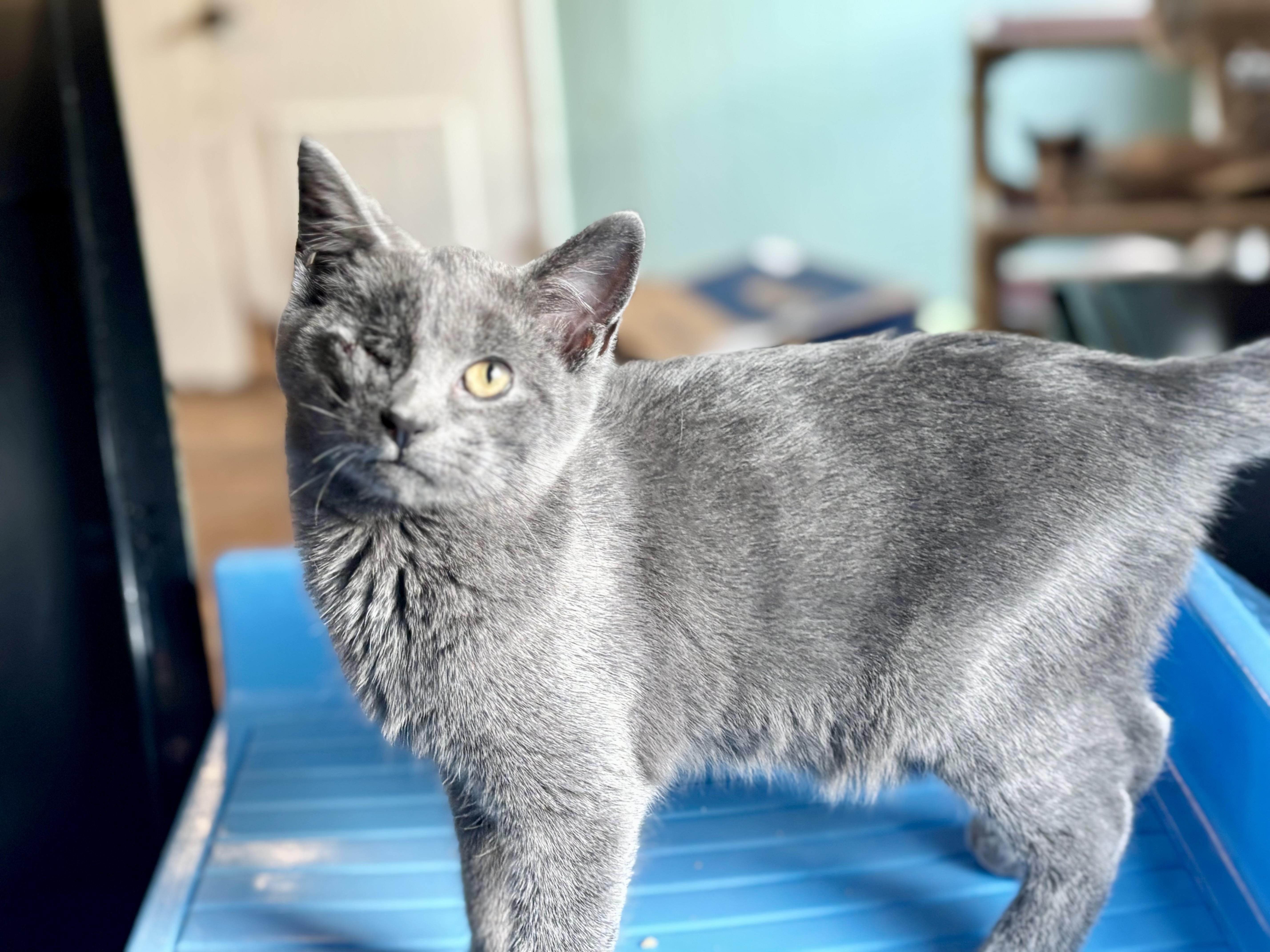 A baby medium-sized male Gray / Blue / Silver Russian Blue cat named Fish for adoption in Lucedale, MS