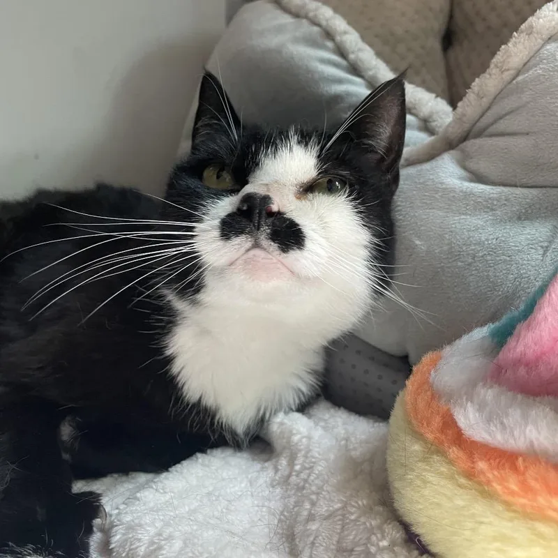 An adult medium-sized female Black Domestic Short Hair cat named Jayde for adoption in Warwick, RI