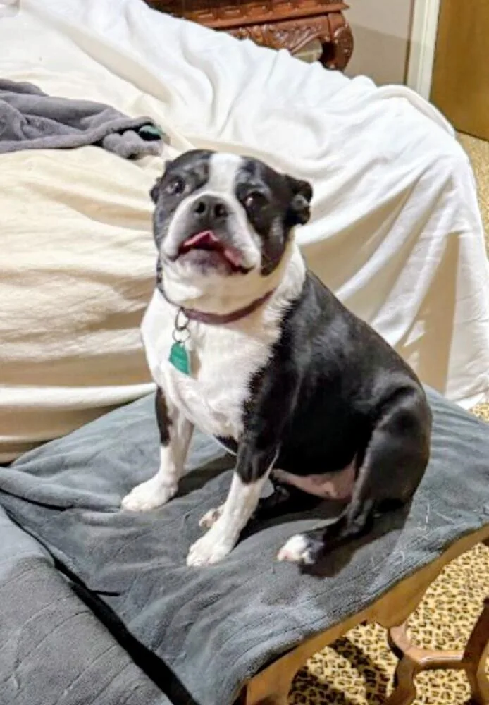 A senior small-sized female Tricolor (Brown, Black, & White) Boston Terrier dog named Jessie for adoption in Evergreen, CO
