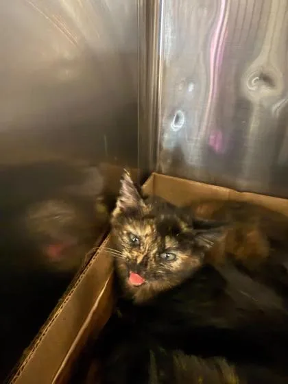 A baby small-sized female Domestic Short Hair cat named Wren for adoption in Sevierville, TN