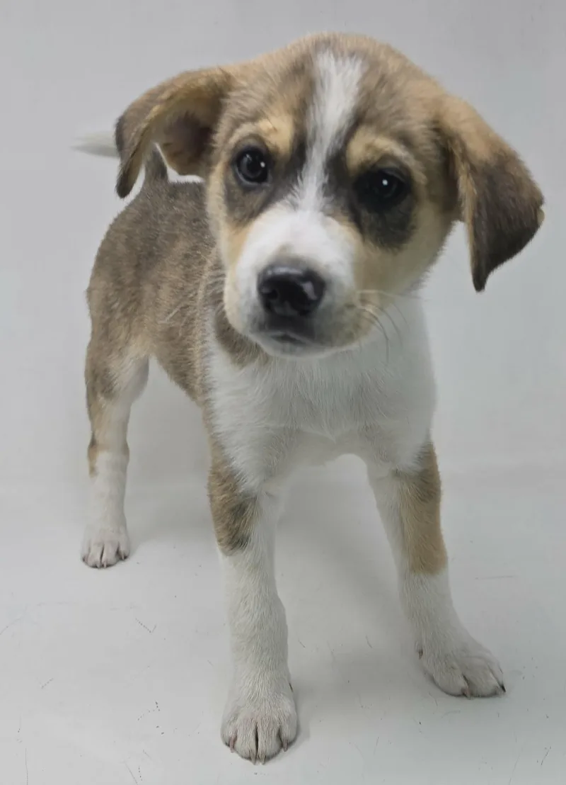 A baby medium-sized male Tricolor (Brown, Black, & White) Husky dog named Pine for adoption in Newport, TN