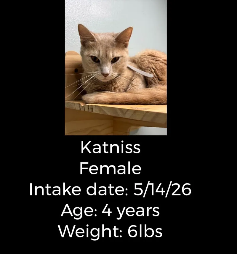 Katniss