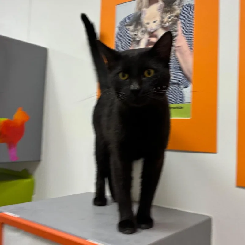 An adult small-sized male Black Domestic Short Hair cat named Little Dipper for adoption in Shelbyville, IN