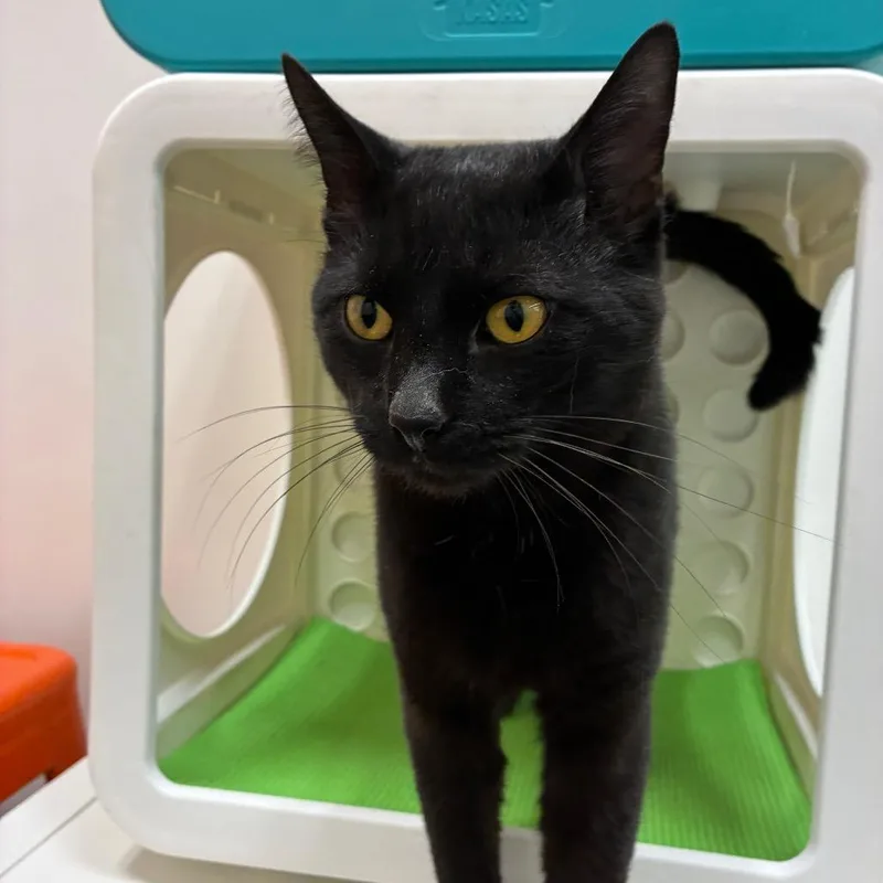 Little Dipper thumbnail 2