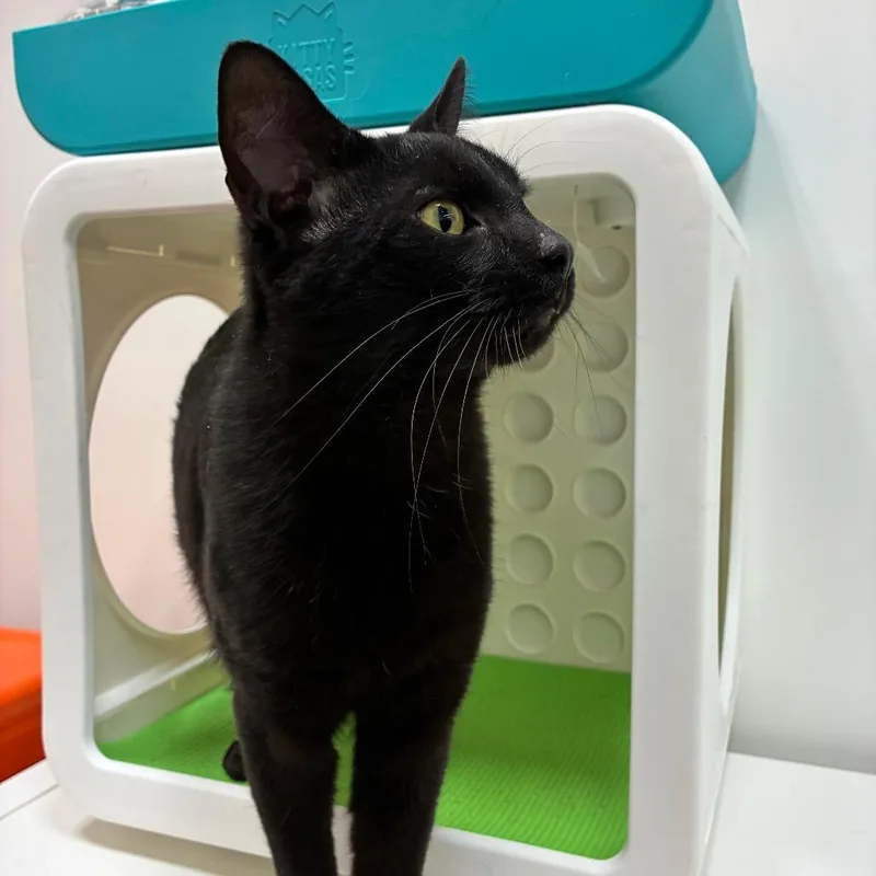 Little Dipper thumbnail 3