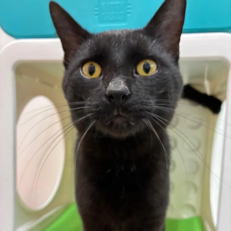 Little Dipper thumbnail 4