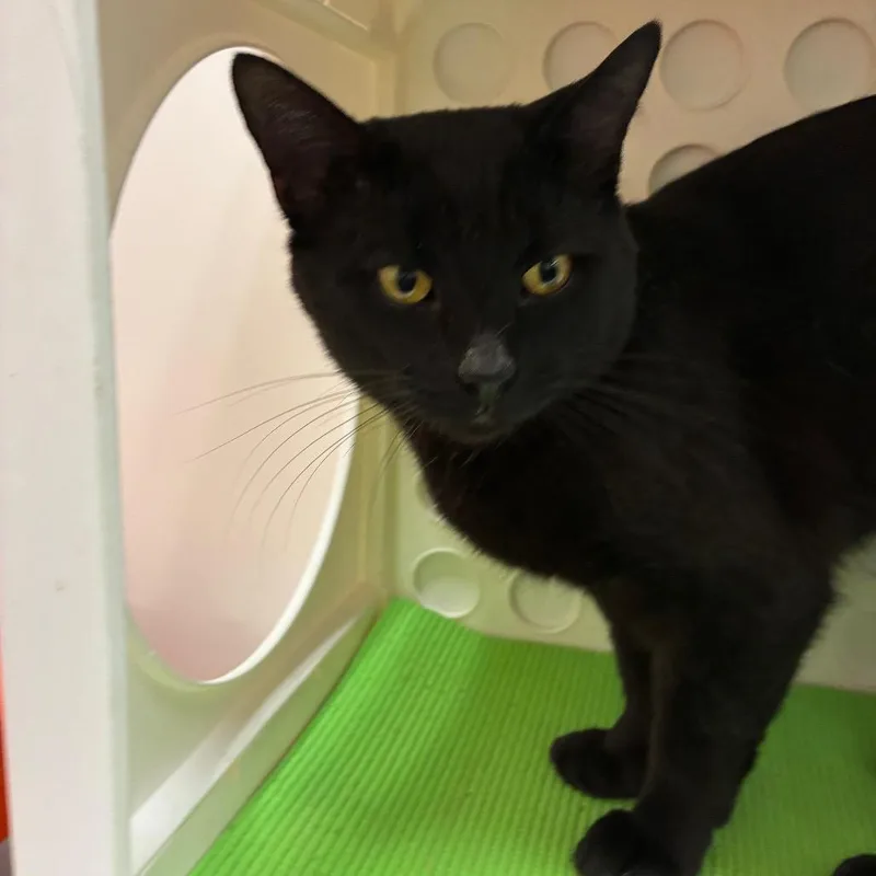 Little Dipper thumbnail 5