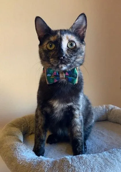 A young medium-sized female Domestic Short Hair cat named Alexis for adoption in Ringoes, NJ