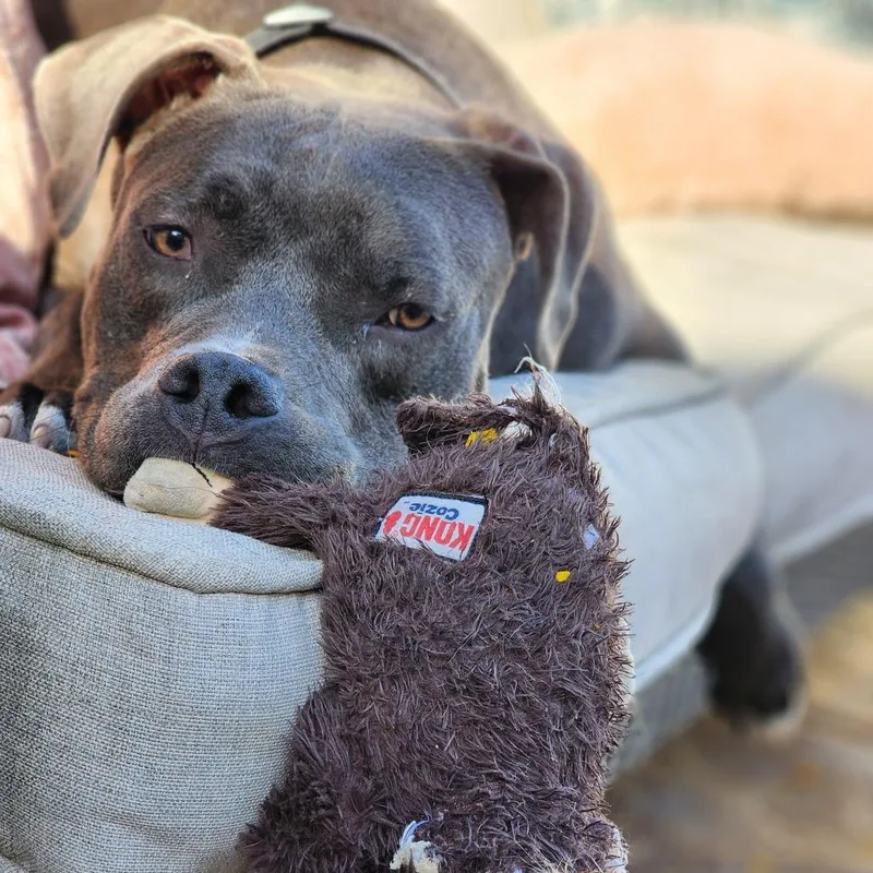 An adult large-sized male Pit Bull Terrier dog named Deez Evans for adoption in Las Vegas, NV
