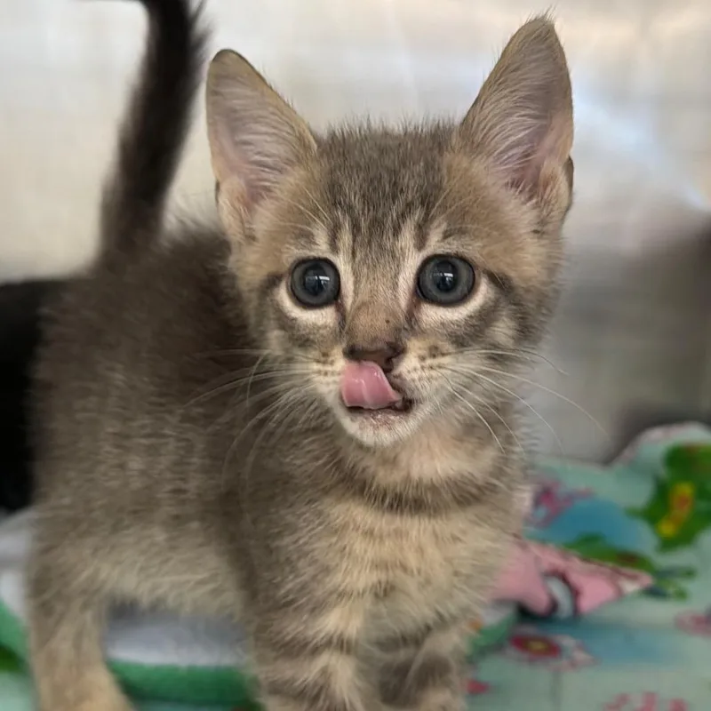 A baby small-sized male Gray / Blue / Silver Domestic Short Hair cat named Ernie for adoption in West Palm Beach, FL