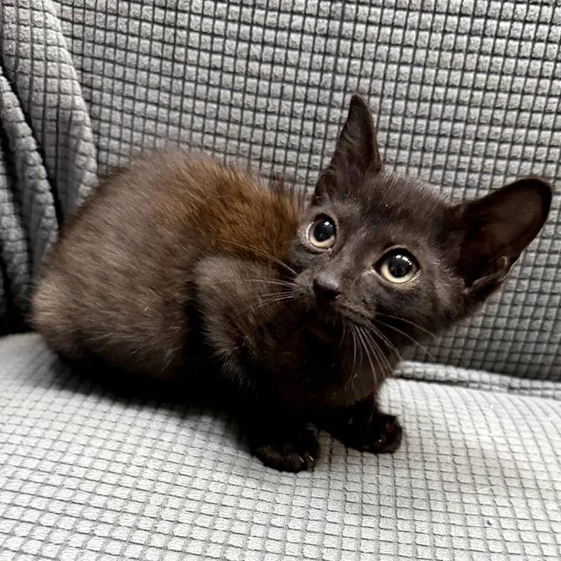 Tiny Tot