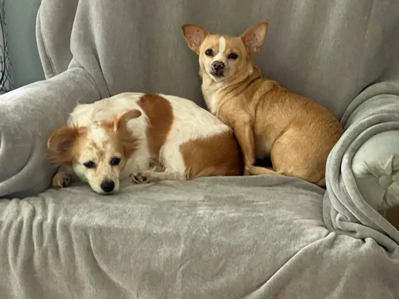 Gypsybonded With Rosie! thumbnail 2