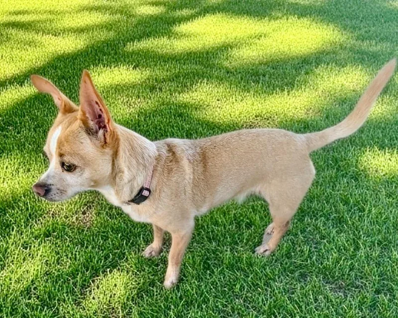 Gypsybonded With Rosie! thumbnail 3