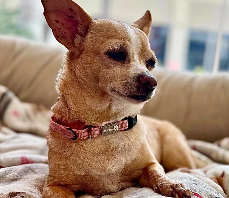 Gypsybonded With Rosie! thumbnail 4