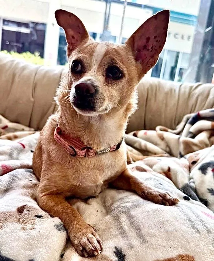 Gypsybonded With Rosie! thumbnail 5