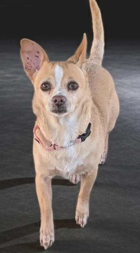 Gypsybonded With Rosie! thumbnail 6