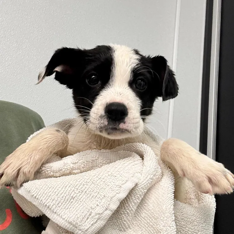 A baby medium-sized female Black Mixed Breed dog named Nora for adoption in Abilene, TX