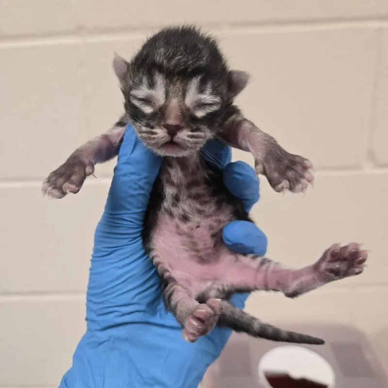 A baby small-sized female Brown / Chocolate Domestic Short Hair cat named Margherita for adoption in Reno, NV