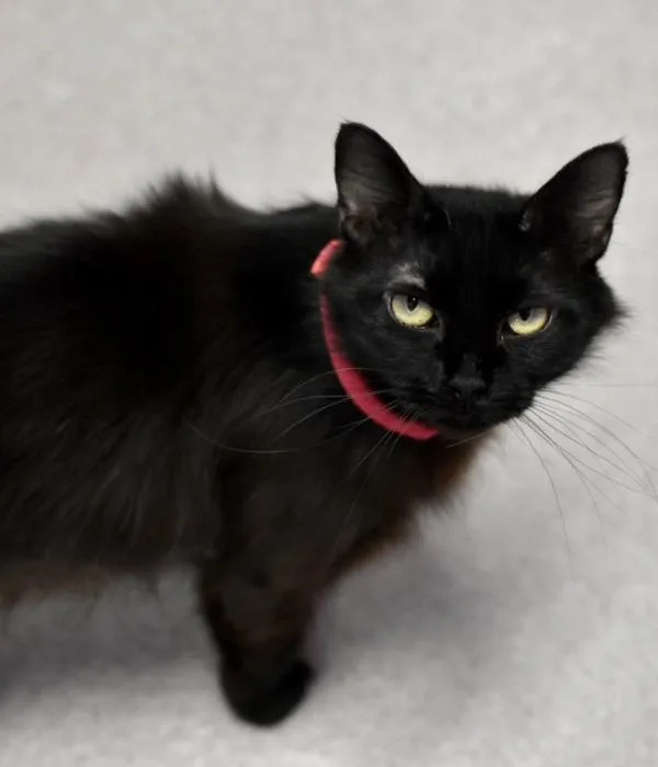 An adult medium-sized female Black Domestic Long Hair cat named Pickles for adoption in Marietta, GA