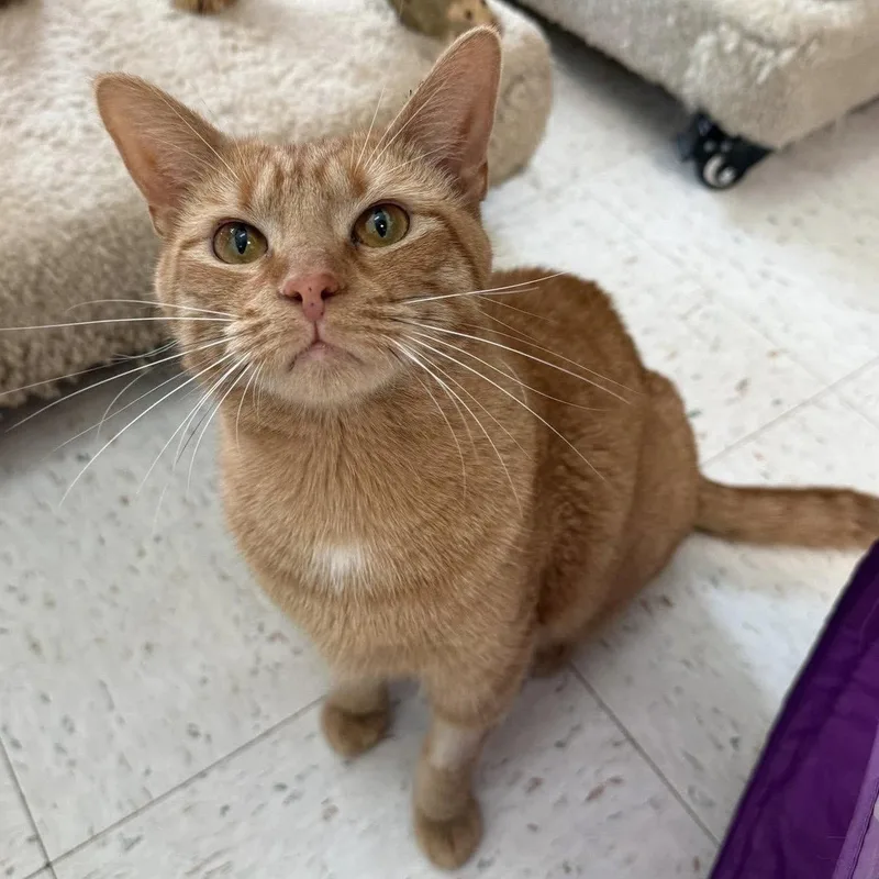 An adult medium-sized male Orange / Red Domestic Short Hair cat named Trancy for adoption in Dublin, OH