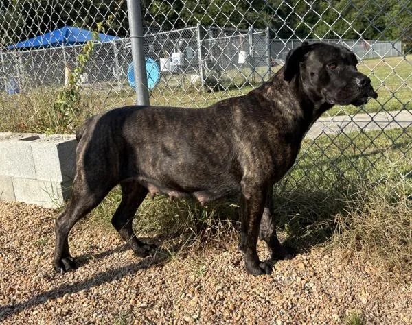 An adult large-sized female Cane Corso dog named Duchess for adoption in Virginia Beach, VA