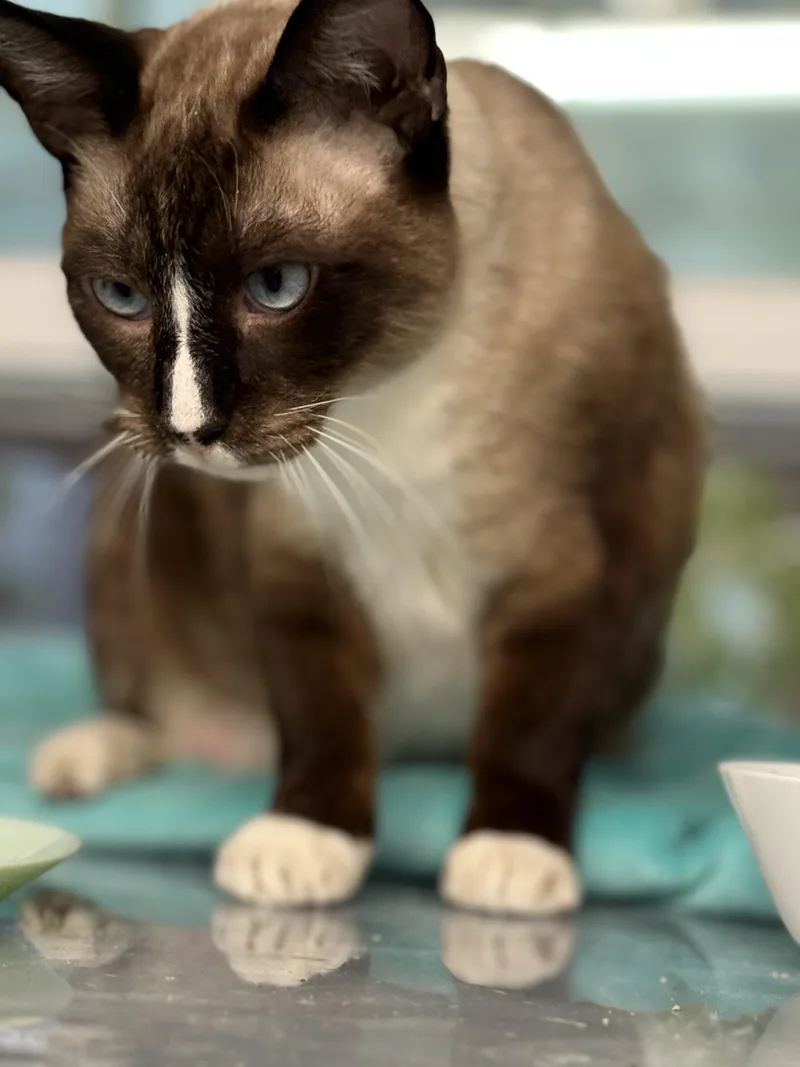 King Arthur thumbnail 3