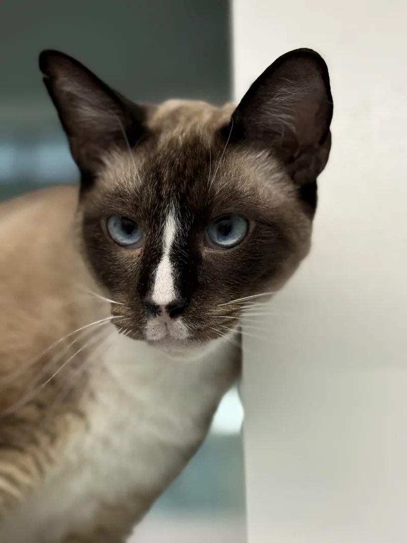 King Arthur thumbnail 4