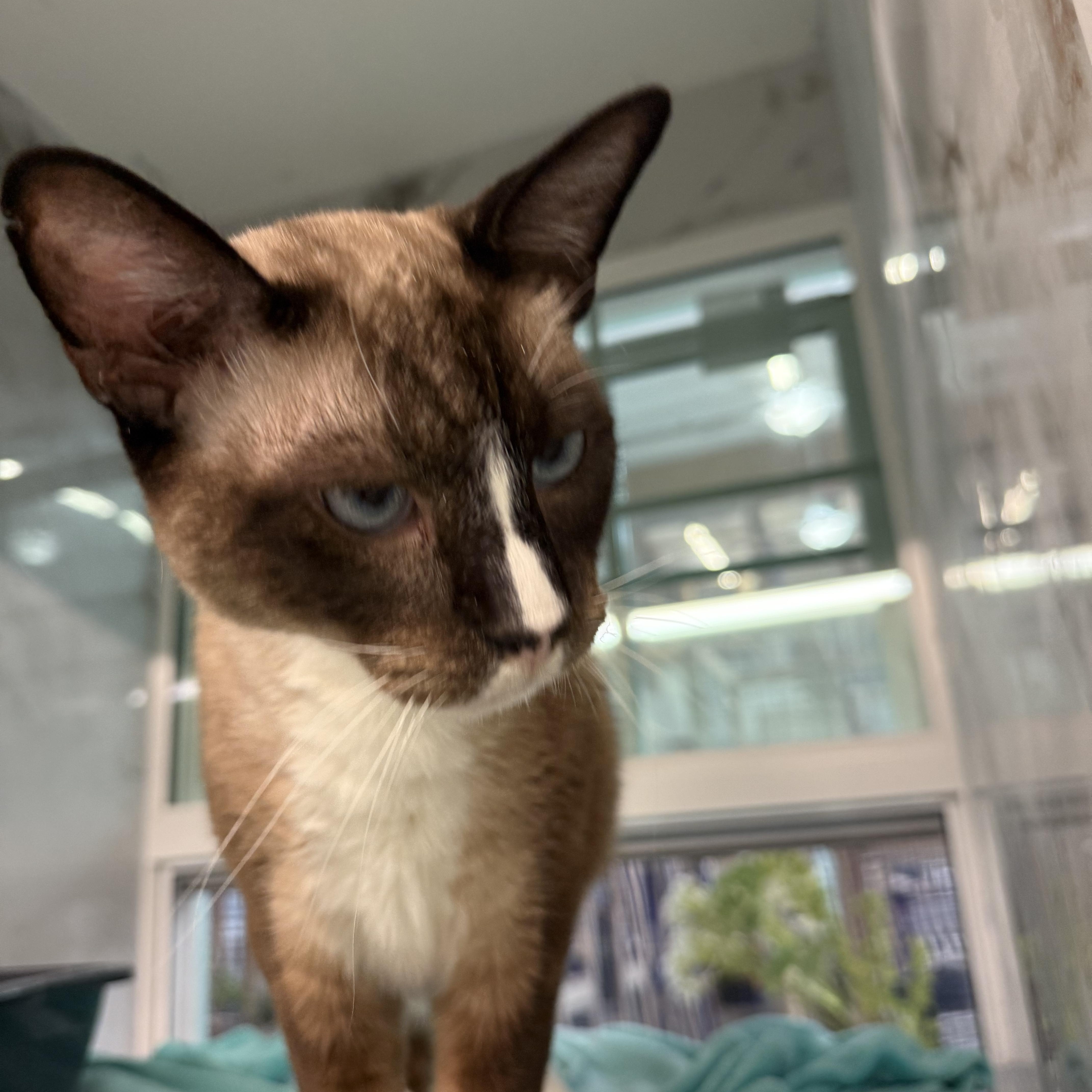 King Arthur thumbnail 6