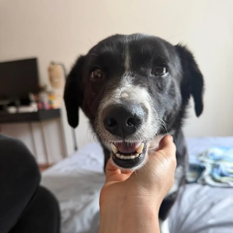 An adult small-sized male Chihuahua dog named Reginald for adoption in Los Angeles, CA