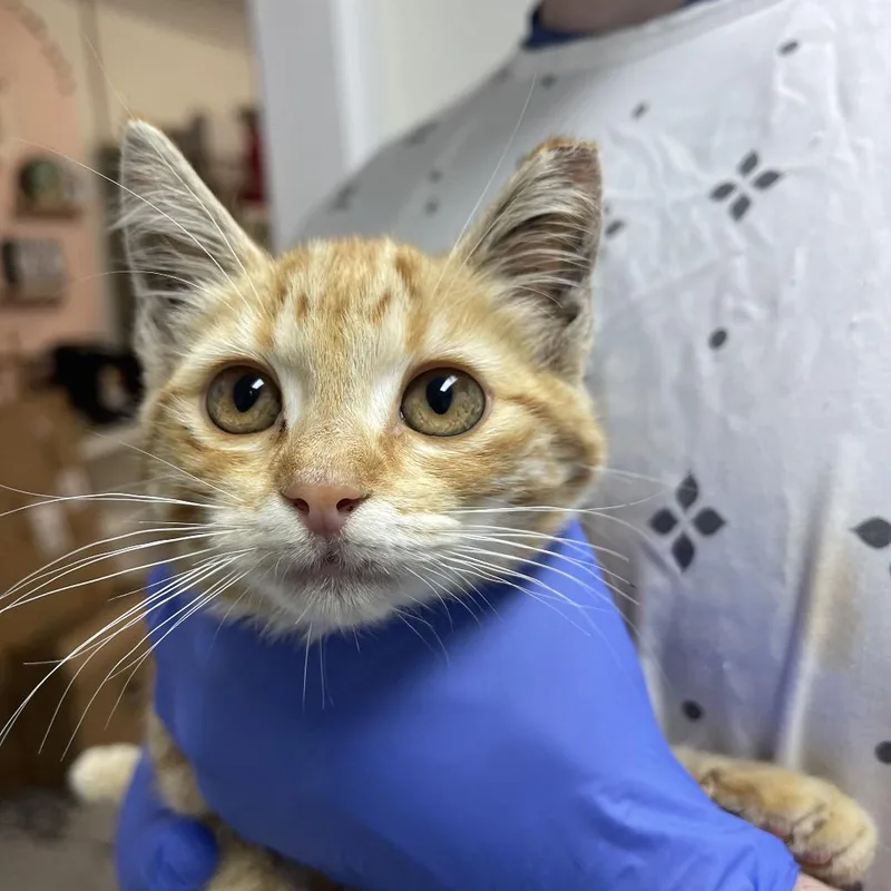 A baby small-sized female Orange / Red Domestic Short Hair cat named Sandy for adoption in Long Beach, CA