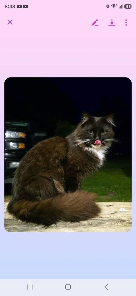 An adult medium-sized male Black & White / Tuxedo Domestic Medium Hair cat named Fuzzy for adoption in Metamora, IL