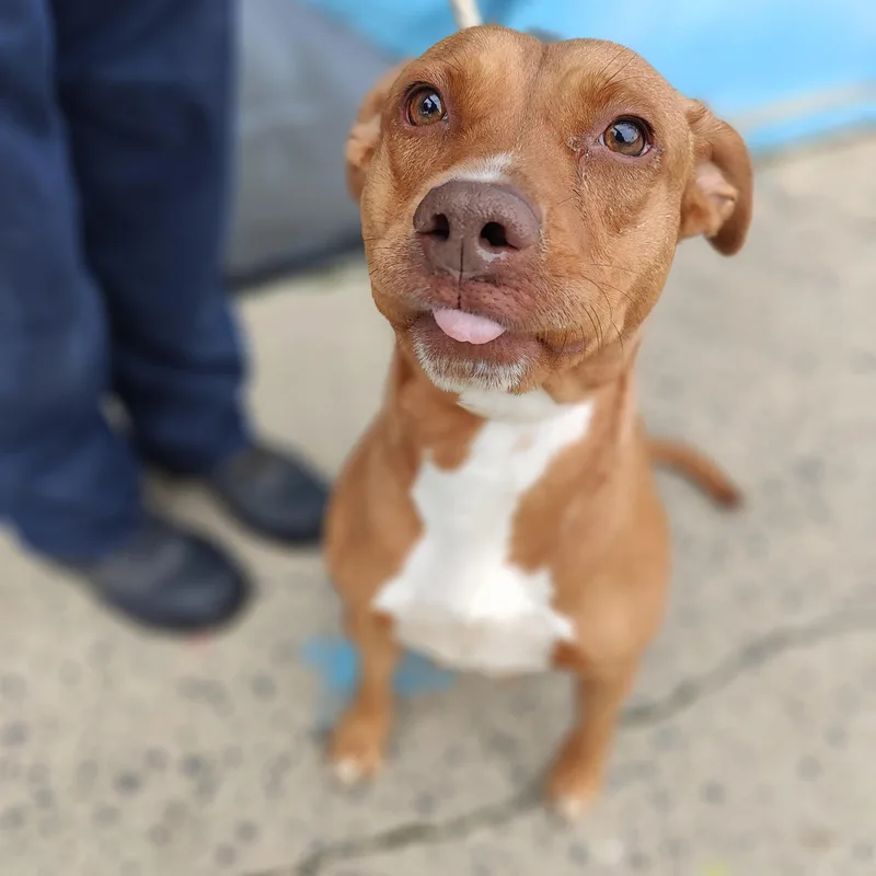 An adult medium-sized female Yellow / Tan / Blond / Fawn Pit Bull Terrier dog named Marble for adoption in Jersey city, NJ