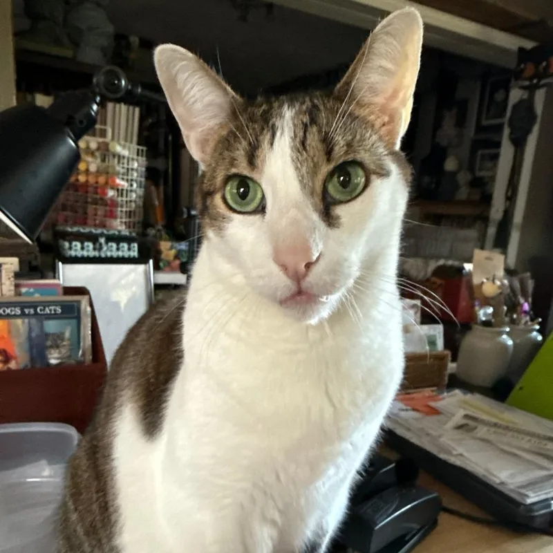 A senior large-sized male Brown / Chocolate Domestic Short Hair cat named Kane for adoption in West Palm Beach, FL