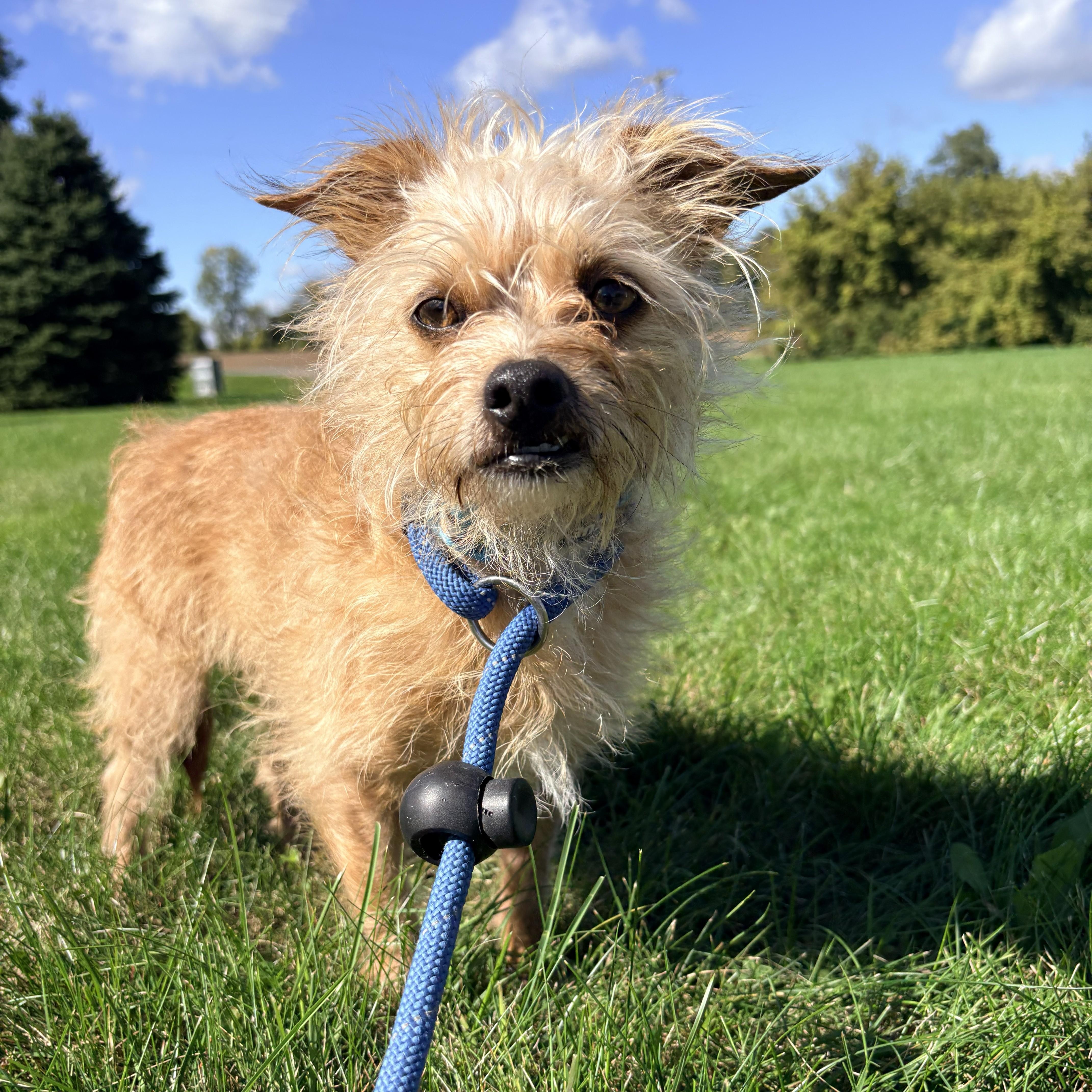 An adult small-sized male Yellow / Tan / Blond / Fawn Terrier dog named Oliver for adoption in Allegan, MI