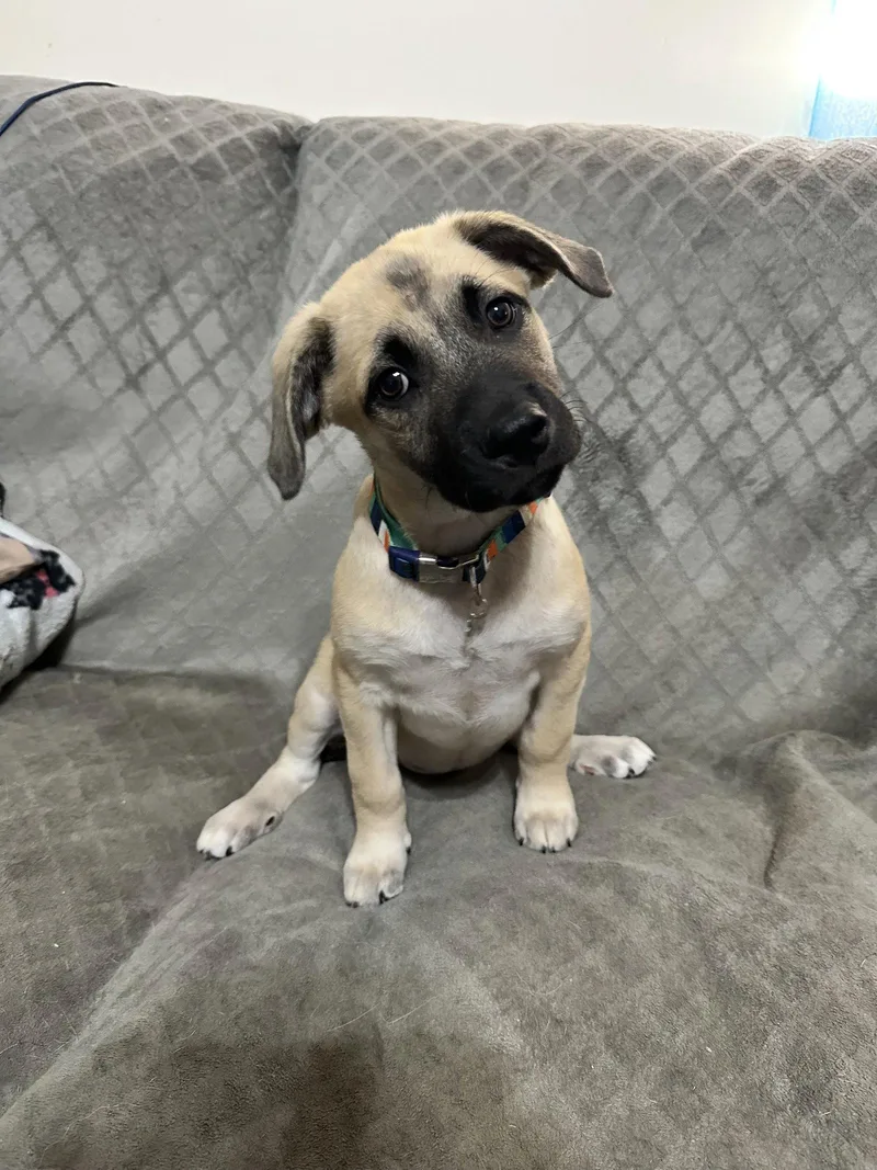 A young medium-sized female Hound dog named Olive for adoption in Ball Ground, GA