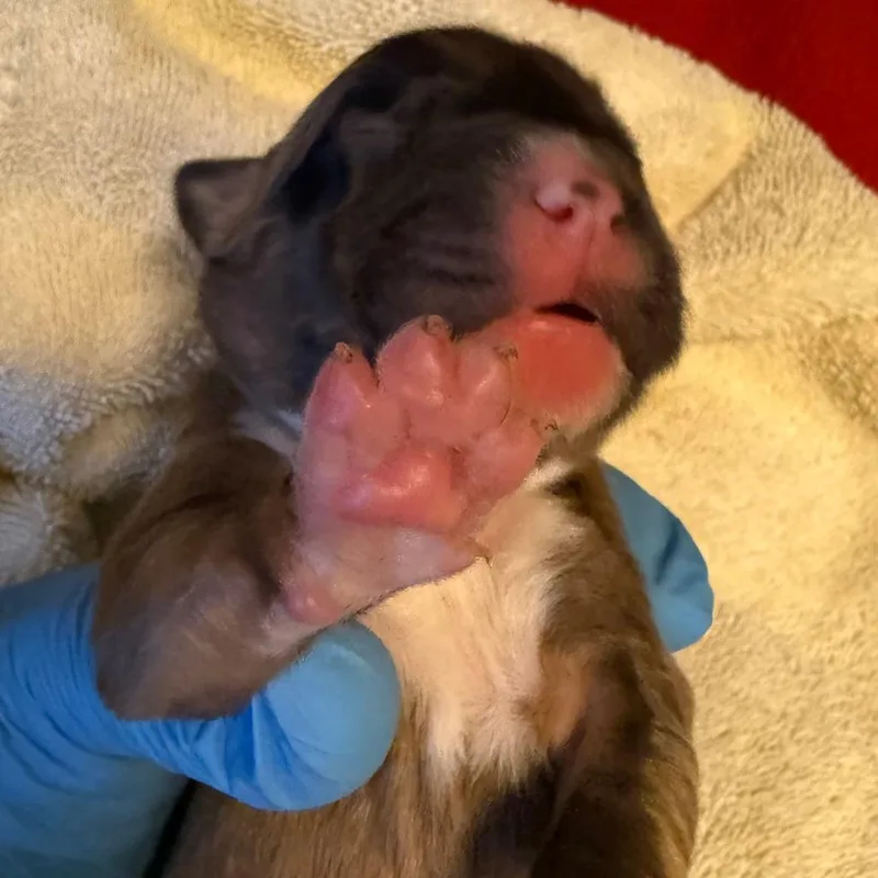 Sagittarius thumbnail 3