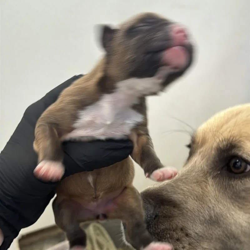 Sagittarius thumbnail 4