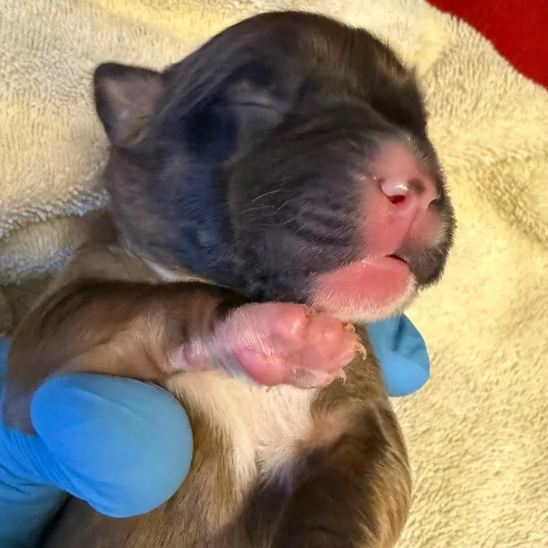 Sagittarius thumbnail 5