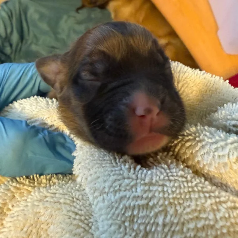 Sagittarius thumbnail 6