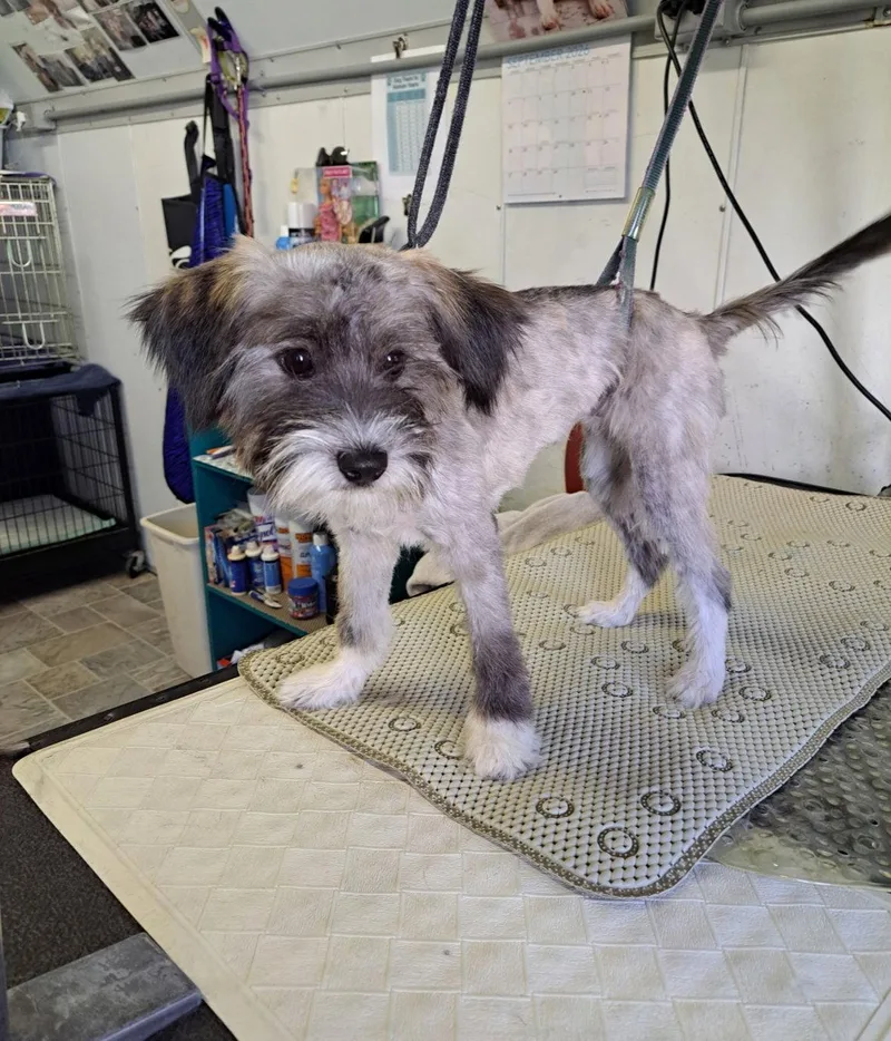 A young medium-sized male Schnauzer dog named Billy for adoption in Grafton, WI