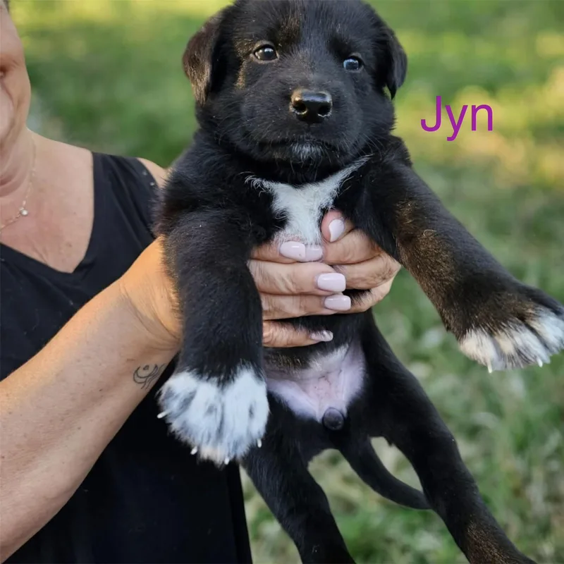 Jyn
